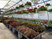 Greenhouse